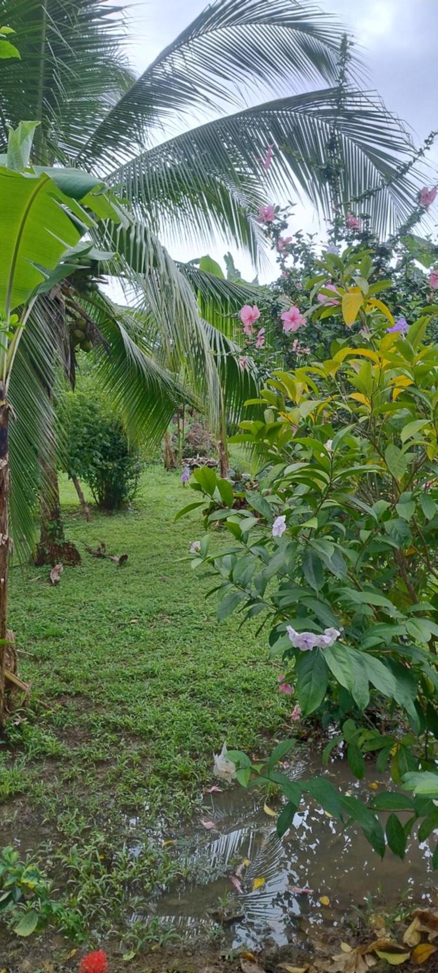 Cabinas Los Tucanes Cahuita Exterior foto
